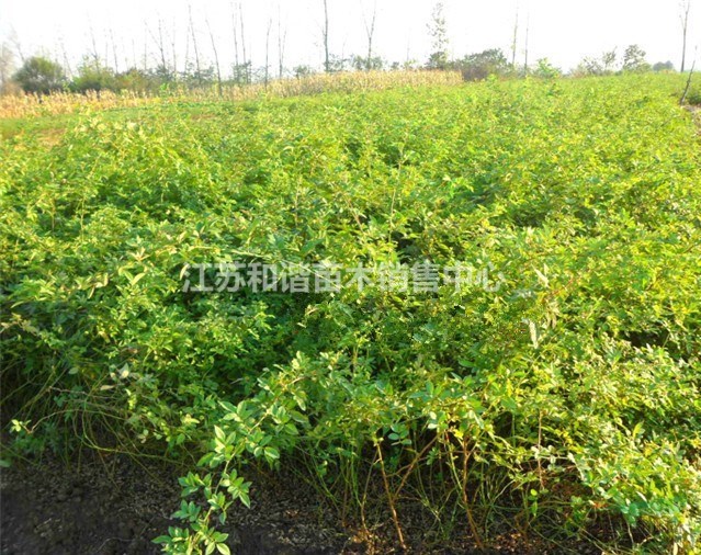 江蘇80公分高大花薔薇價(jià)格說明