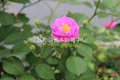 江蘇80公分高大花薔薇價(jià)格說明