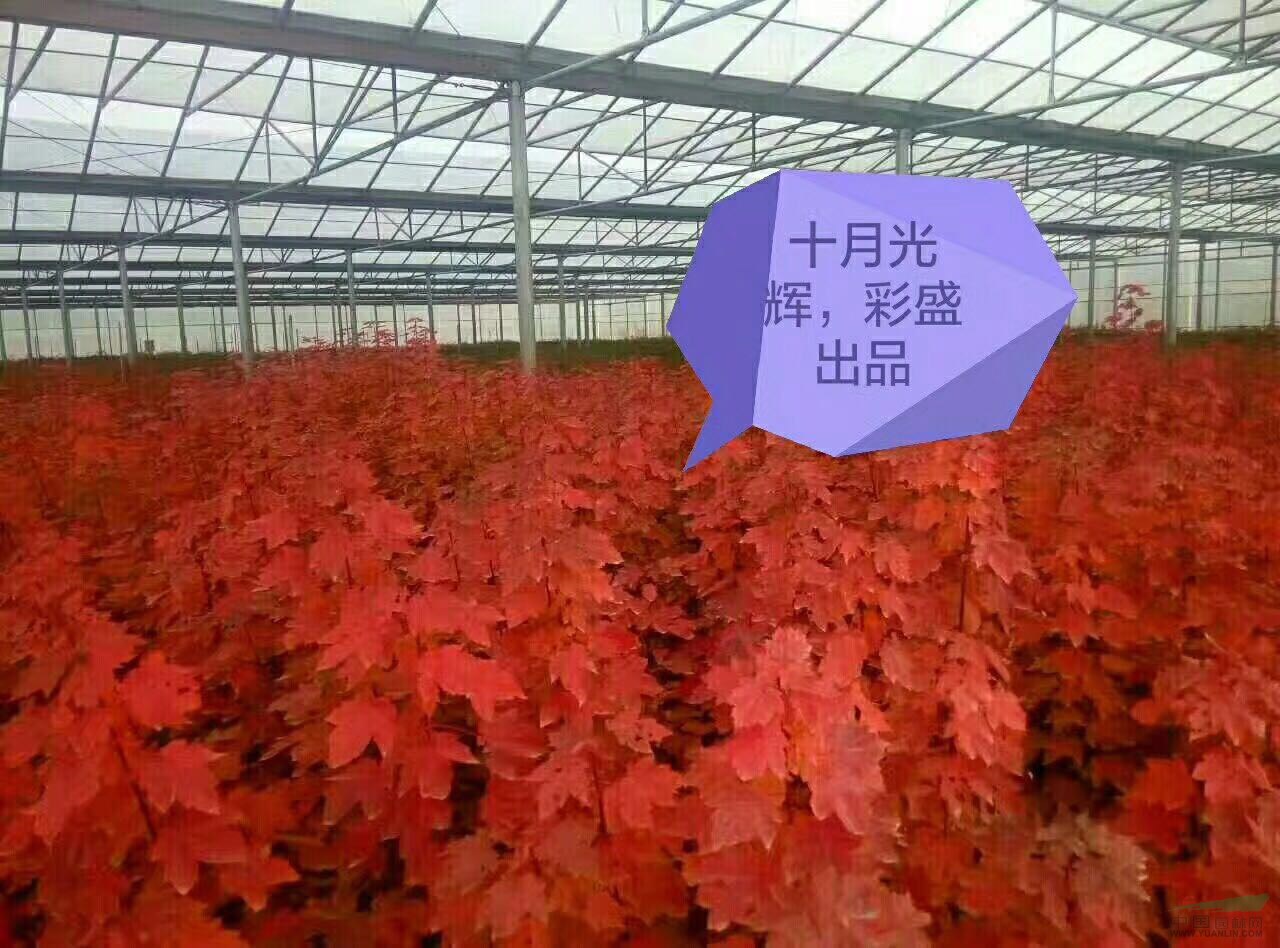 十月光輝1m高