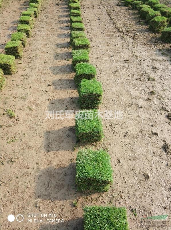 馬尼拉草坪在生活中的作用