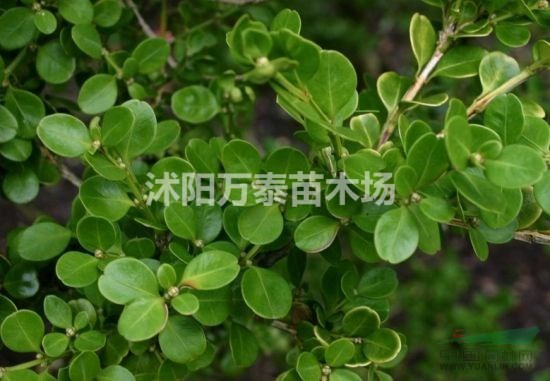 小葉黃楊小苗批發(fā)、小葉黃楊小苗價格、小葉黃楊小苗供應(yīng)