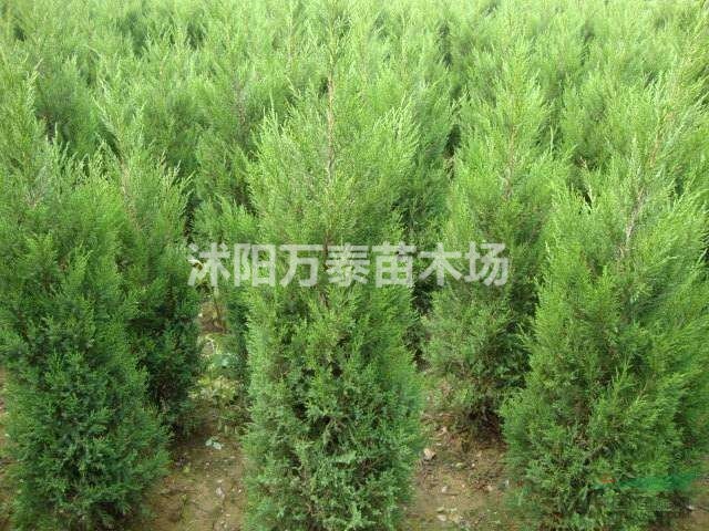蜀檜小苗價格、蜀檜小苗批發(fā)、蜀檜小苗供應