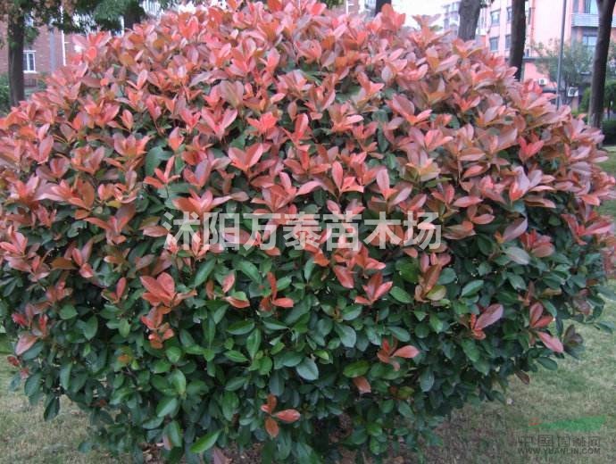 紅葉石楠小苗批發(fā)、紅葉石楠小苗價格、紅葉石楠小苗供應(yīng)