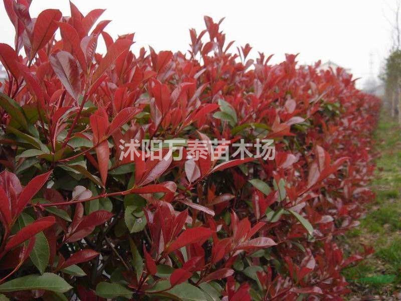 紅葉石楠小苗批發(fā)、紅葉石楠小苗價格、紅葉石楠小苗供應(yīng)