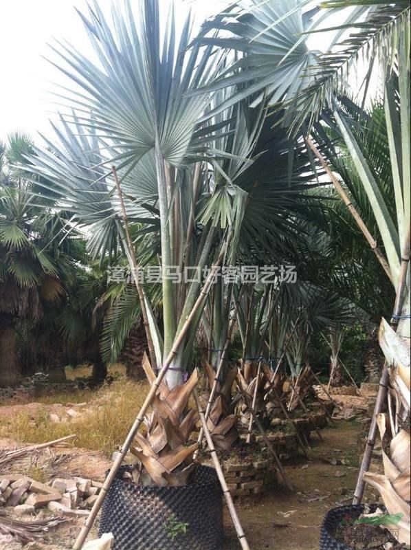（老人葵）華棕，中東海棗，加拿利海棗1-8米桿高，地苗，袋苗