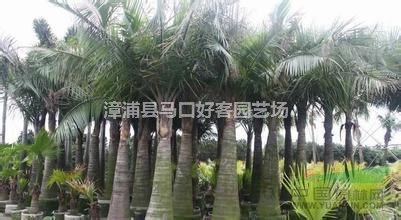 福建漳州國王椰子大量供應(yīng)，國王椰子價格（無中間商）