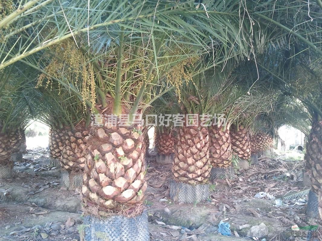 福建漳州加拿利海棗基地大量供應(yīng) 加拿利海棗價(jià)格（無(wú)中間商）
