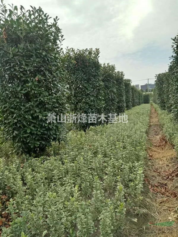 紅葉石楠球 柱