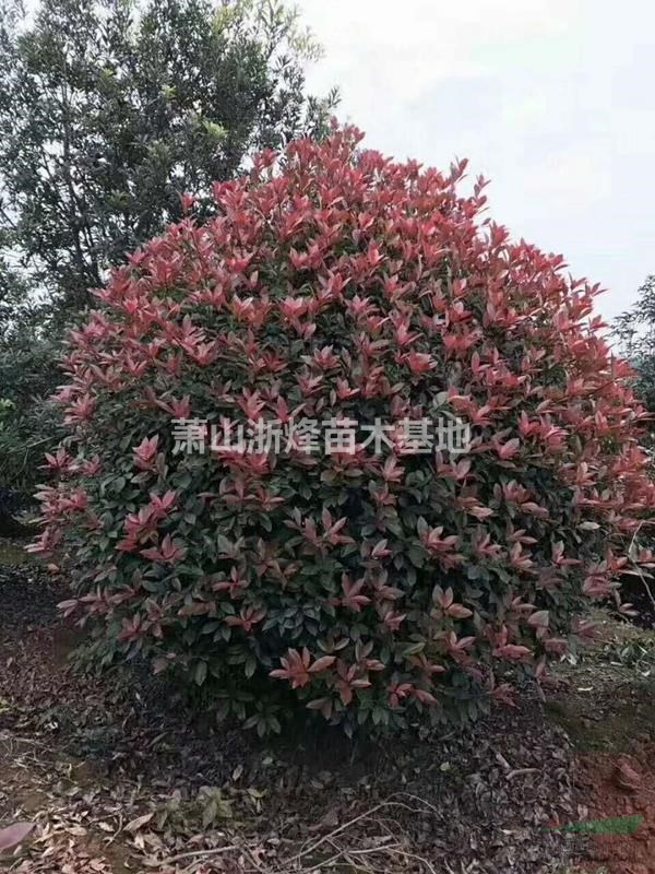 紅葉石楠球 柱