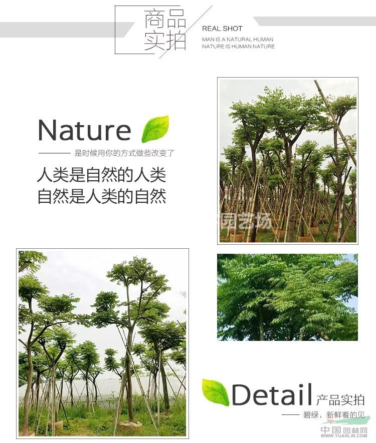 福建漳州台湾栾树基地各种规格大量供应，台湾栾树价格