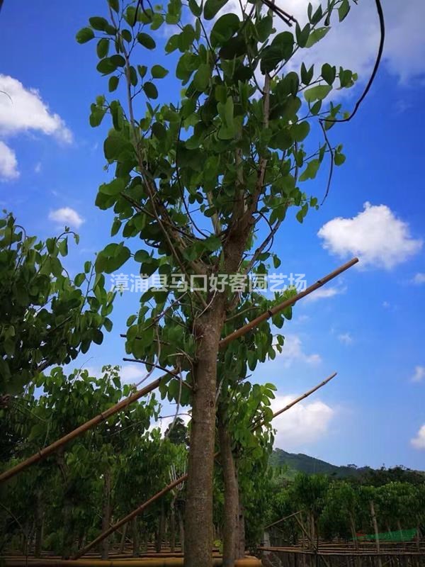 福建漳州羊蹄甲基地各種規(guī)格大量供應(yīng)，羊蹄甲價格（無中間商）