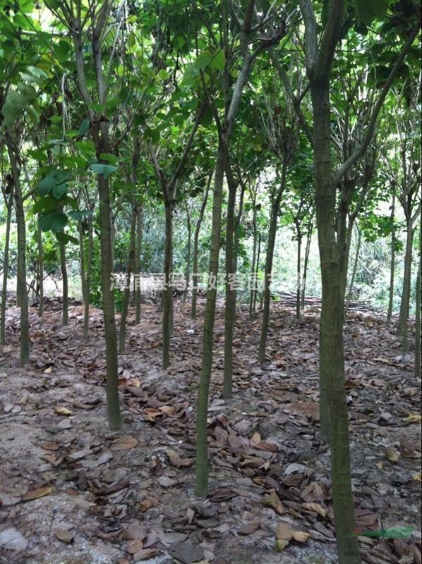 福建漳州羊蹄甲基地各種規(guī)格大量供應(yīng)，羊蹄甲價格（無中間商）