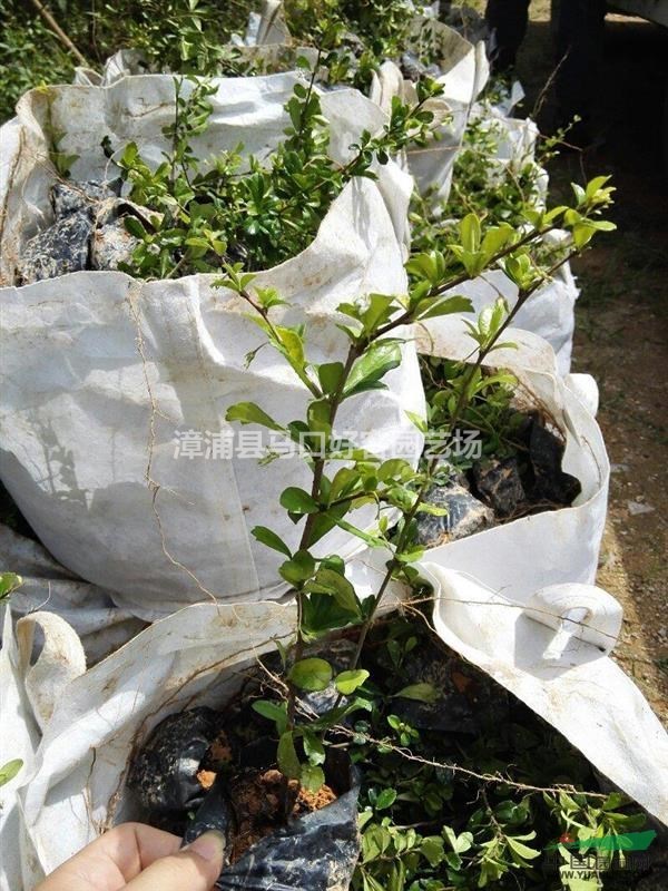 漳州福建茶基地各種規(guī)格大量供應(yīng)   福建茶價格