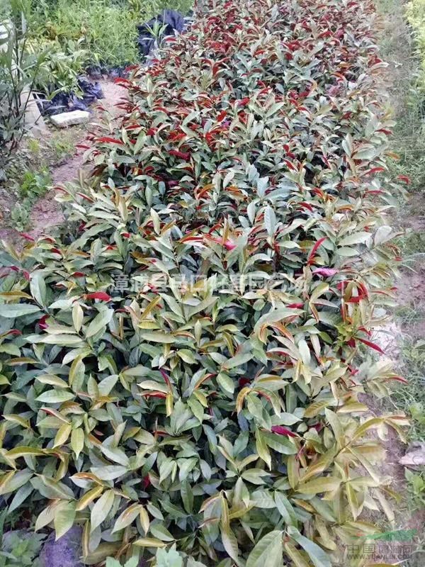 福建漳州紅背桂基地各種規(guī)格大量供應  紅背桂價格