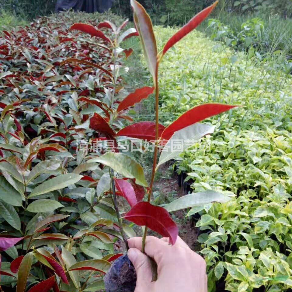 福建漳州紅背桂基地各種規(guī)格大量供應  紅背桂價格