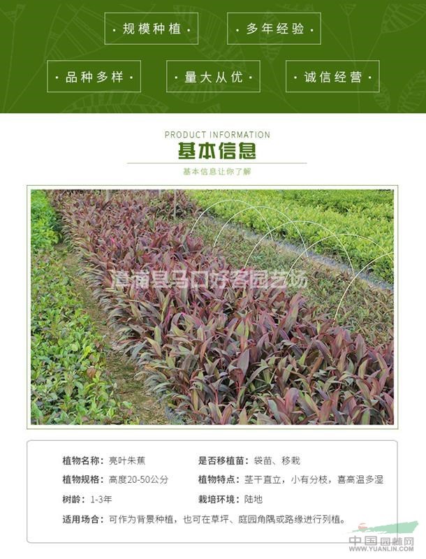 福建漳州亮葉朱蕉基地各種規(guī)格大量供應(yīng)，亮葉朱蕉價(jià)格