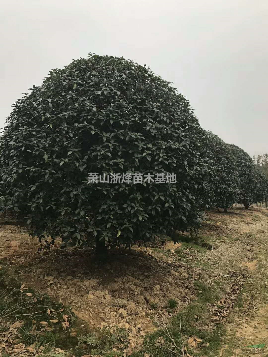 桂花