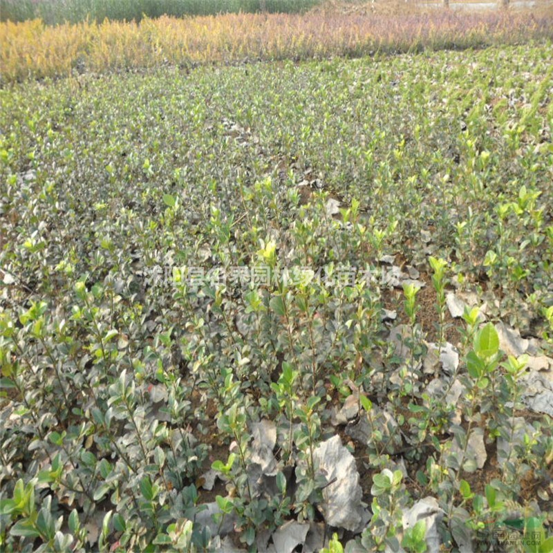 便宜的扶芳藤小苗哪里有賣？