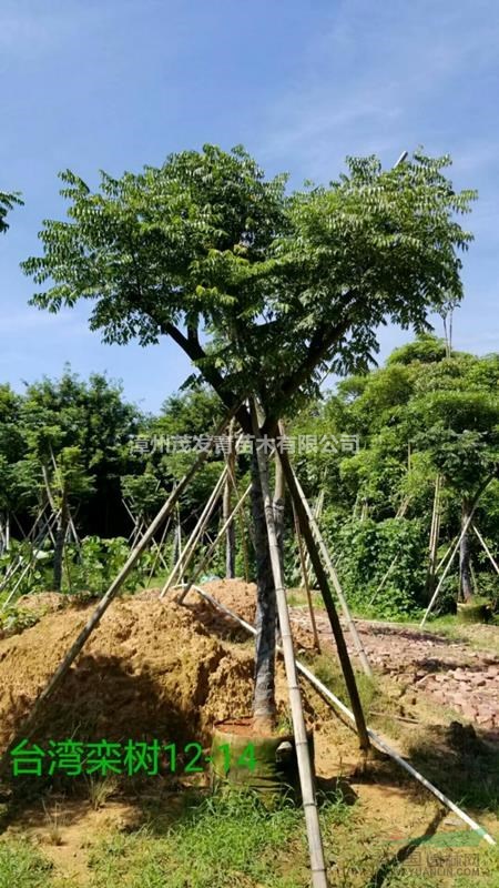 漳州代办精品台湾栾树12-14公分 地苗袋苗