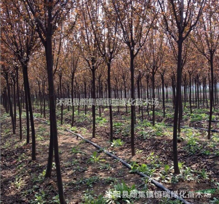 紫葉李價格 紫葉李圖片 紫葉李基地 紫葉李苗圃直銷