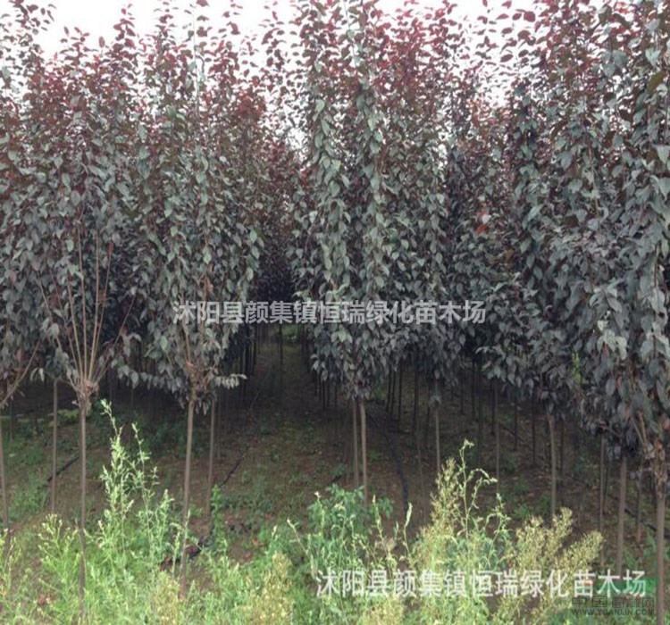 紫葉李價格 紫葉李圖片 紫葉李基地 紫葉李苗圃直銷