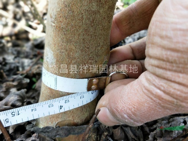 天鵝絨3公分工程苗