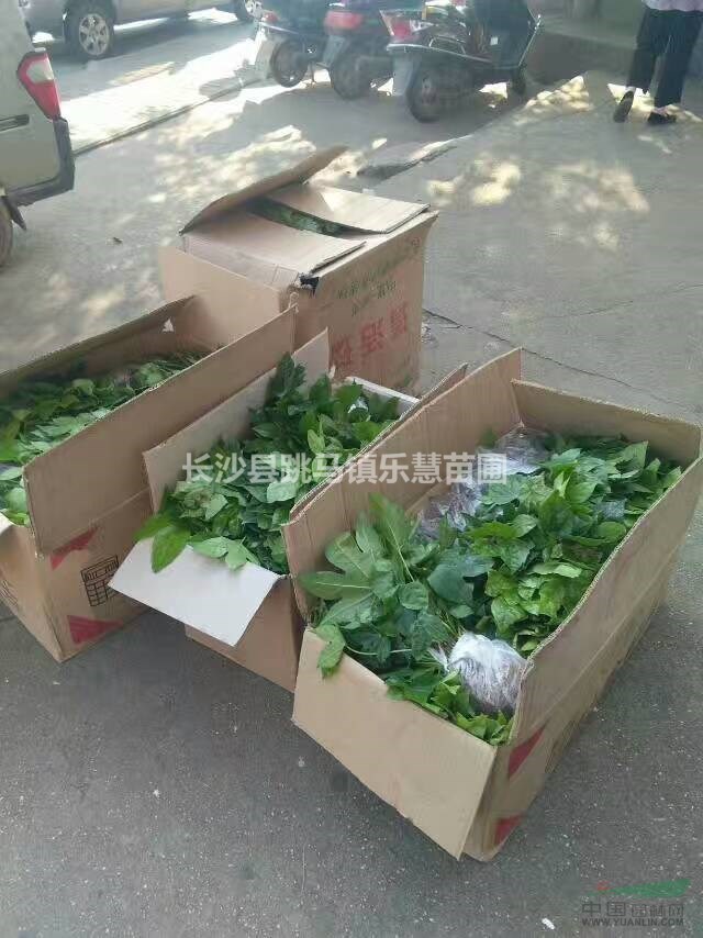湖南長(zhǎng)沙批發(fā)八角金盤 室內(nèi)觀業(yè)植物 廳堂擺設(shè)高度20-50 