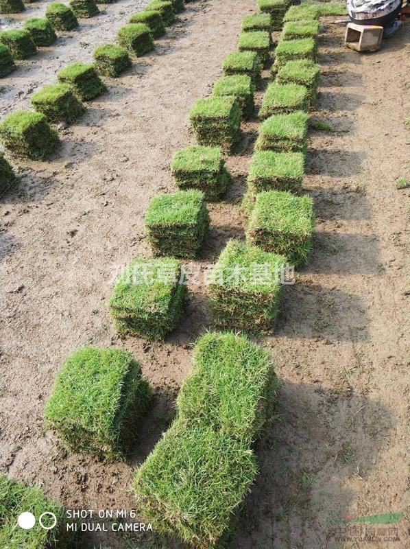 馬尼拉草坪價(jià)格主要用于下述幾個(gè)方面