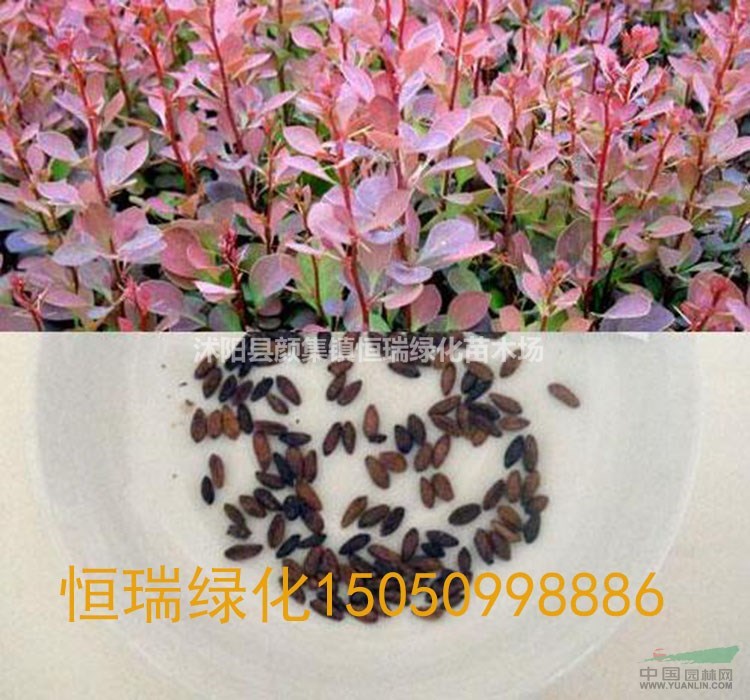 紅葉小檗種子批發(fā)  紅葉小波種子種植方法 優(yōu)質(zhì)紅葉小檗種子