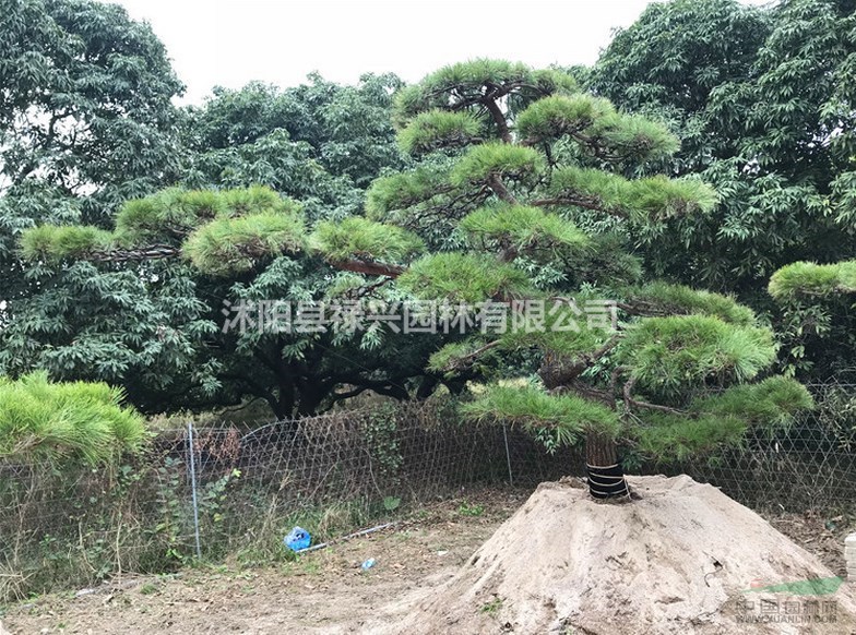 2019黑松價(jià)格 圖片 產(chǎn)地報(bào)價(jià)表 江蘇沭陽祿興園林  