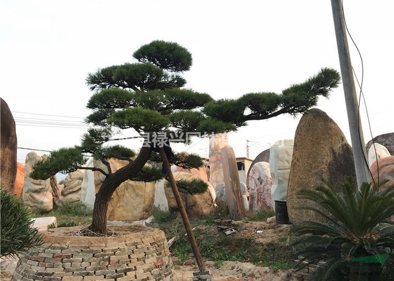 2019黑松價(jià)格 圖片 產(chǎn)地報(bào)價(jià)表 江蘇沭陽祿興園林  