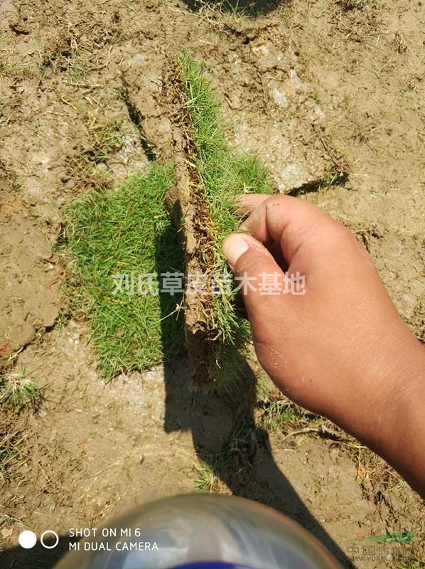 馬尼拉草皮水庫堤壩護(hù)坡-河道護(hù)坡草坪-水利護(hù)坡