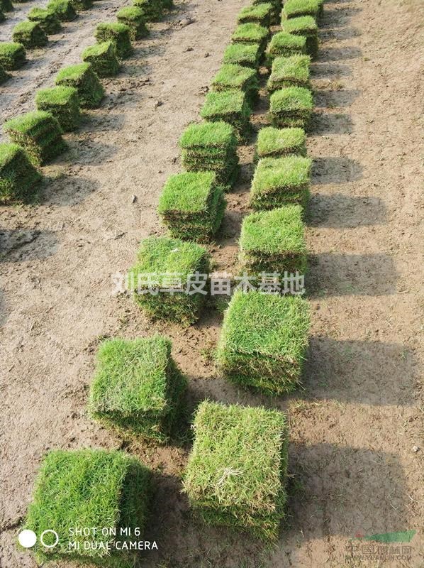 馬尼拉草皮水庫堤壩護(hù)坡-河道護(hù)坡草坪-水利護(hù)坡