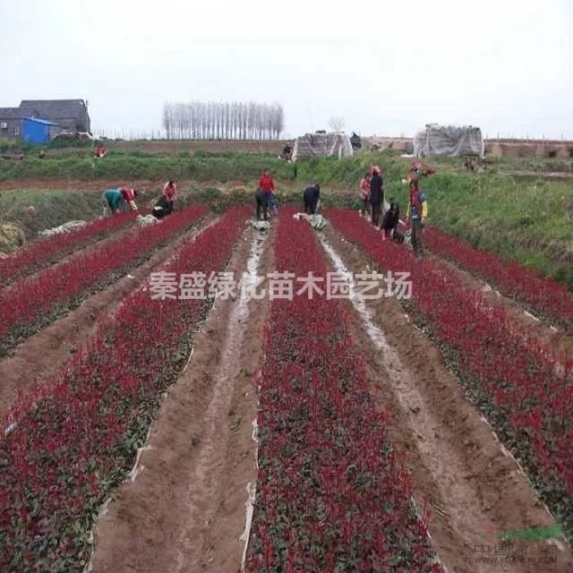 紅葉石楠  石楠球  紅瑞木、繡線菊、花石榴