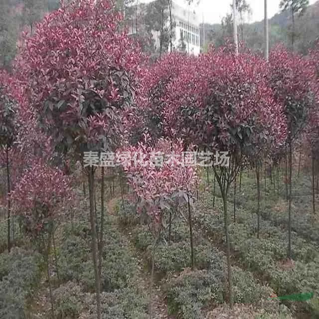 紅葉石楠  石楠球  紅瑞木、繡線菊、花石榴