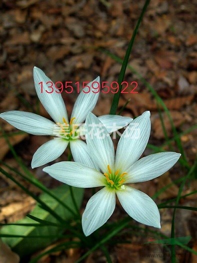 奇花異草一葉蘭蔥蘭蝴蝶蘭吊蘭春蘭韭菜蘭風(fēng)雨蘭香雪蘭快遞全國