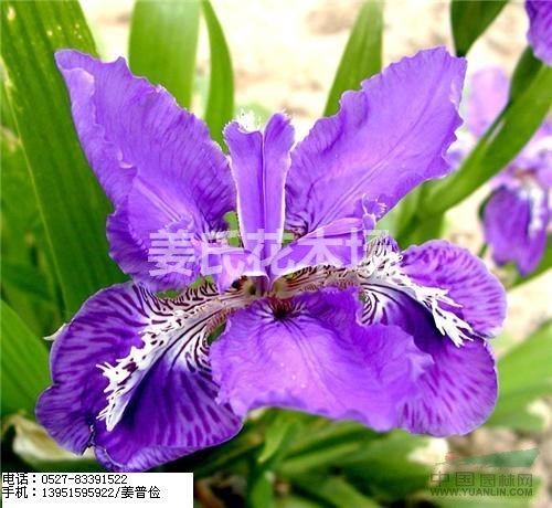 奇花異草一葉蘭蔥蘭蝴蝶蘭吊蘭春蘭韭菜蘭風(fēng)雨蘭香雪蘭快遞全國