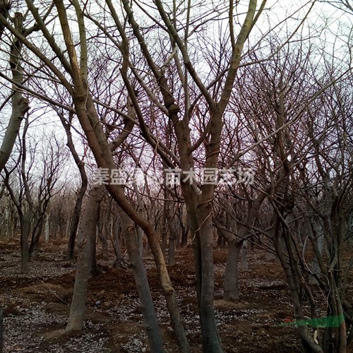 紅櫸樹(shù) 櫸樹(shù)  樸樹(shù)