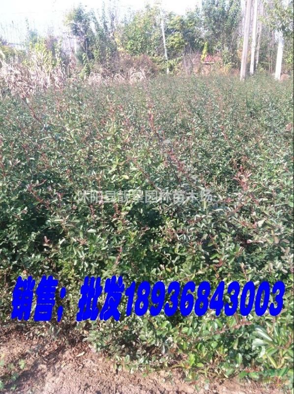 火棘地栽苗，火棘60公分高，火棘球基地，火棘色块苗，