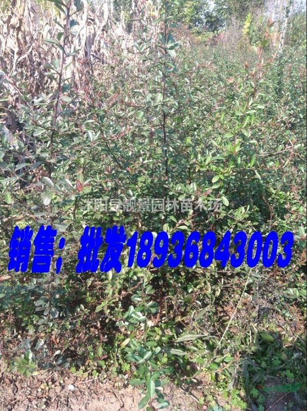 火棘地栽苗，火棘60公分高，火棘球基地，火棘色块苗，