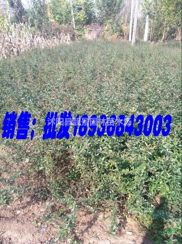 火棘地栽苗，火棘60公分高，火棘球基地，火棘色块苗，