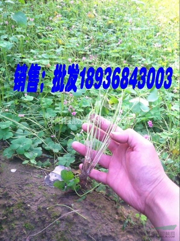 红花炸浆草基地,红花炸浆草价格,红花炸浆草一平方多少棵