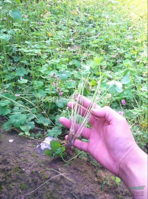 红花炸浆草基地,红花炸浆草价格,红花炸浆草一平方多少棵