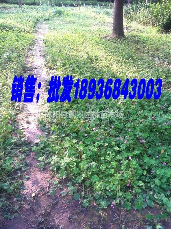 红花炸浆草基地,红花炸浆草价格,红花炸浆草一平方多少棵