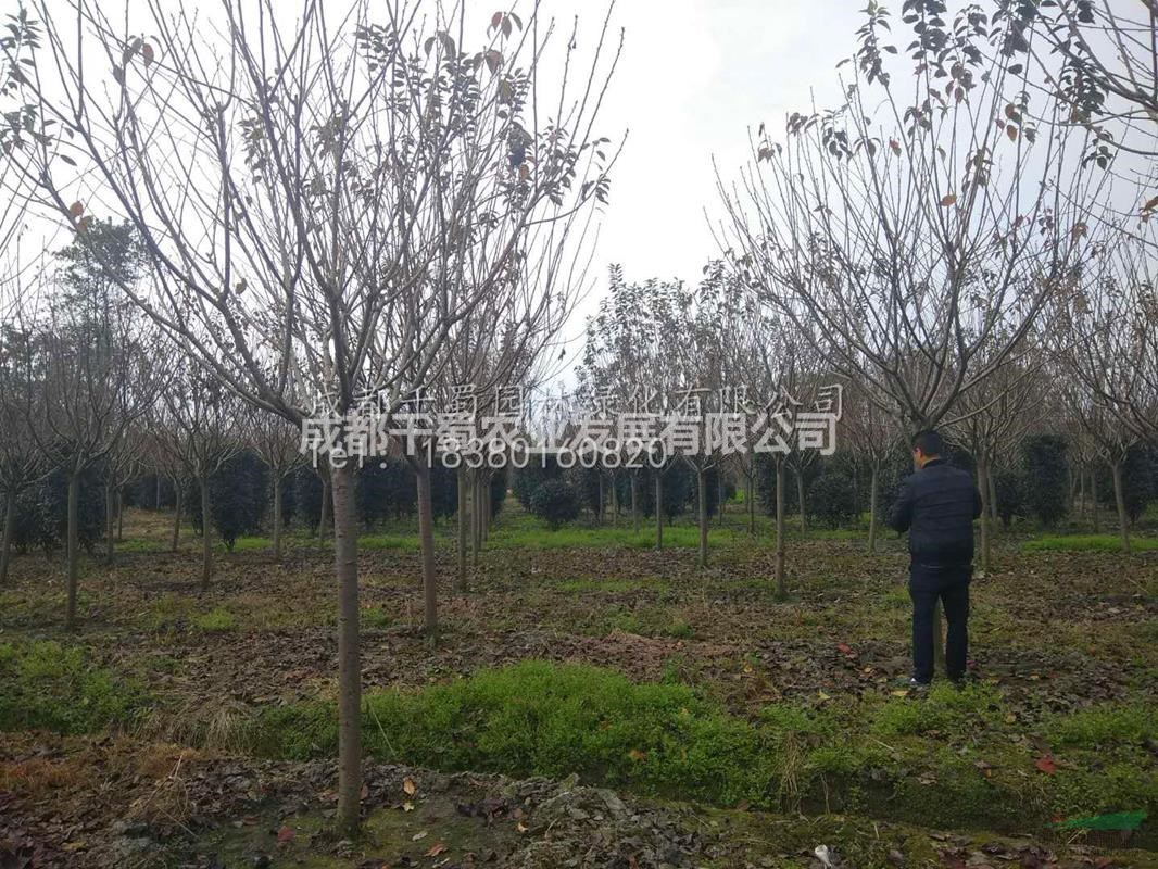 供應(yīng)10公分櫻花 成都櫻花價(jià)格 成都櫻花苗木批發(fā) 