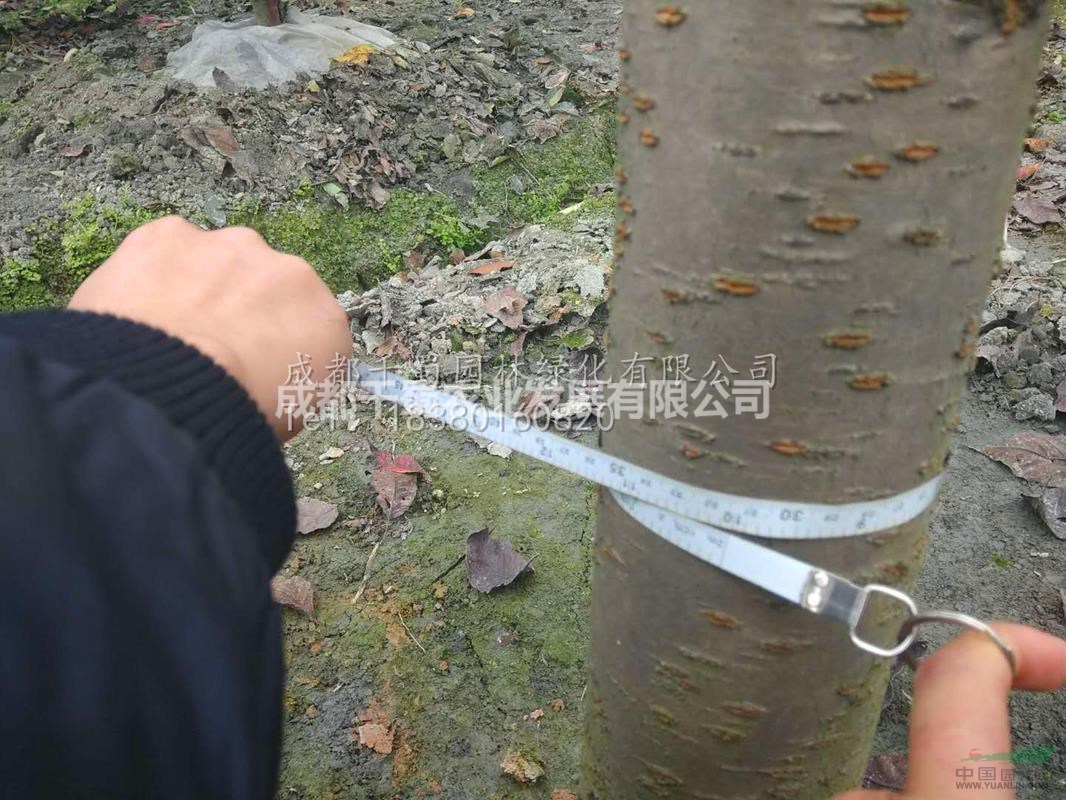 供應(yīng)10公分櫻花 成都櫻花價(jià)格 成都櫻花苗木批發(fā) 