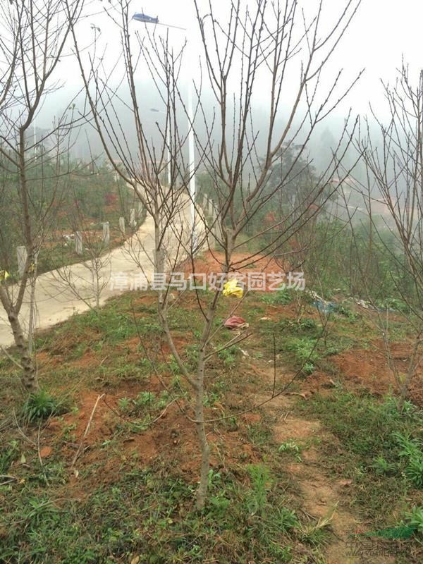 福建漳州碧桃基地大量供應(yīng) 碧桃價(jià)格