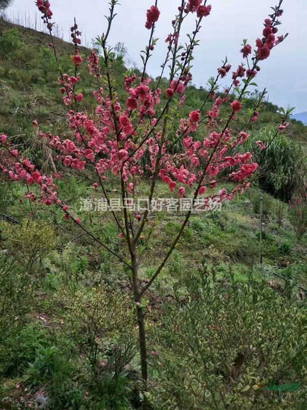 福建漳州碧桃基地大量供應(yīng) 碧桃價(jià)格