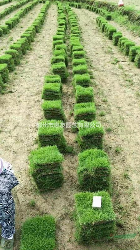 湖南郴州馬尼拉草皮