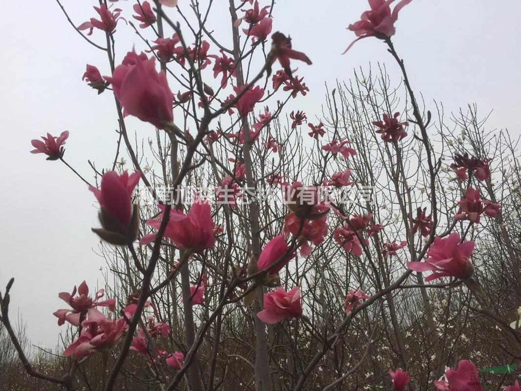 紅玉蘭新品種“嬌紅一號”紅花玉蘭中最嬌艷的品種苗圃直銷